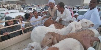 ഖത്തറില് റമദാന് മാസ ഇറച്ചിയാവശ്യങ്ങള്ക്കായി 90000 ആടുകളെ ഇറക്കുമതിചെയ്തേക്കും.
