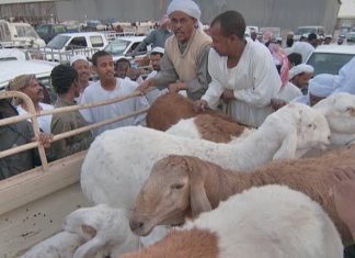 ഖത്തറില് റമദാന് മാസ ഇറച്ചിയാവശ്യങ്ങള്ക്കായി 90000 ആടുകളെ ഇറക്കുമതിചെയ്തേക്കും.