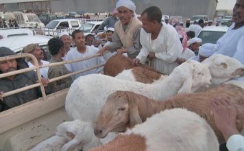 ഖത്തറില് റമദാന് മാസ ഇറച്ചിയാവശ്യങ്ങള്ക്കായി 90000 ആടുകളെ ഇറക്കുമതിചെയ്തേക്കും.